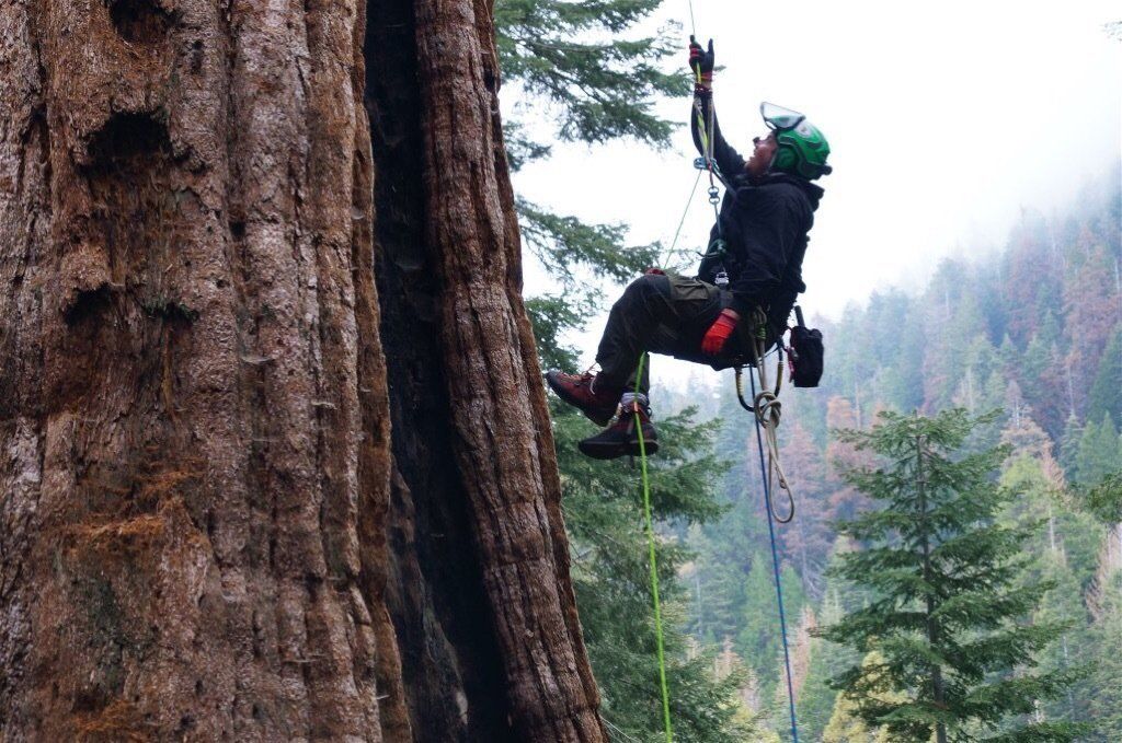 Jake Milarch climbs the "Stagg" giant sequoia in the Sierra Nevada mountains. The Stagg is believed to be over 3,000 years old. It's one of the largest trees on Earth, measuring over 240 feet with a diameter of about 25 feet. 