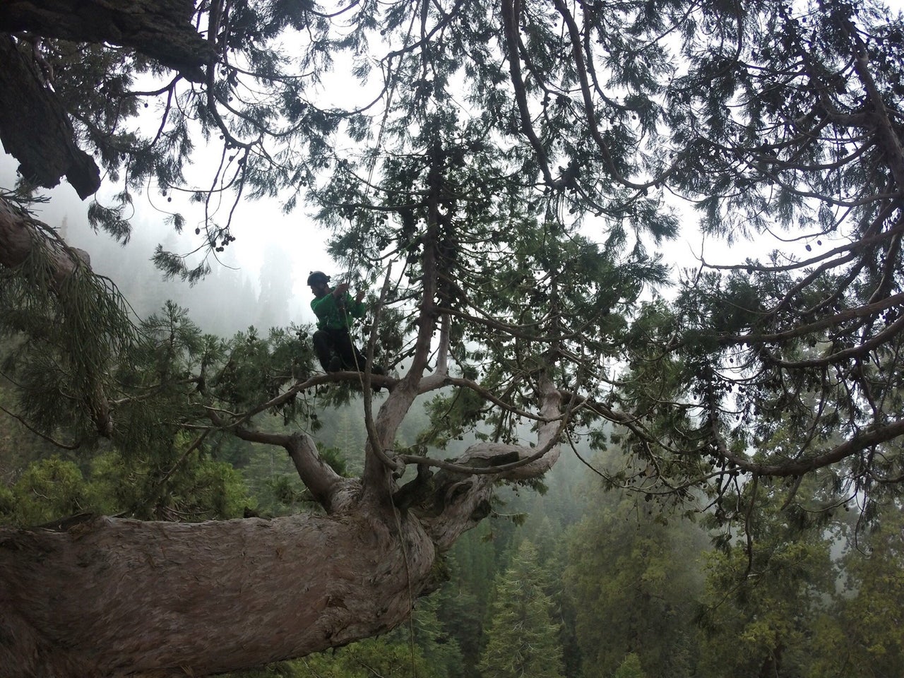 Jake Milarch collects clippings from the top of a sequoia.