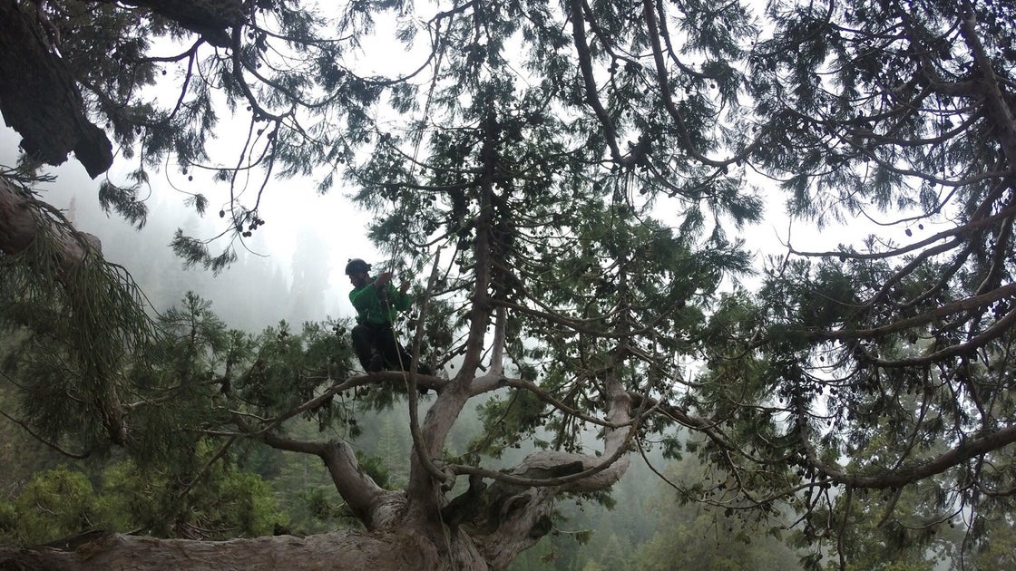archangel ancient tree archive