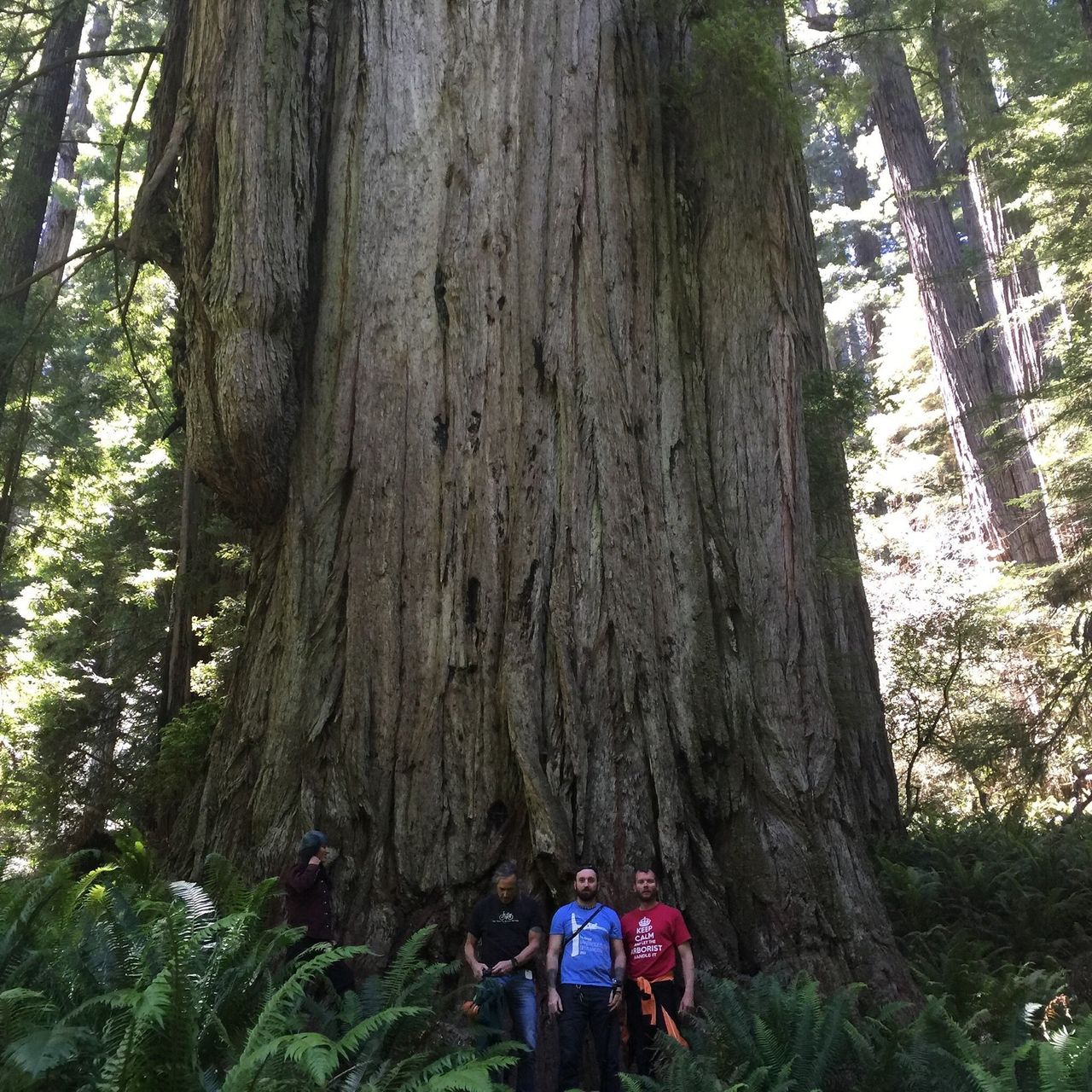 Archangel's climbing team poses at a giant tree.