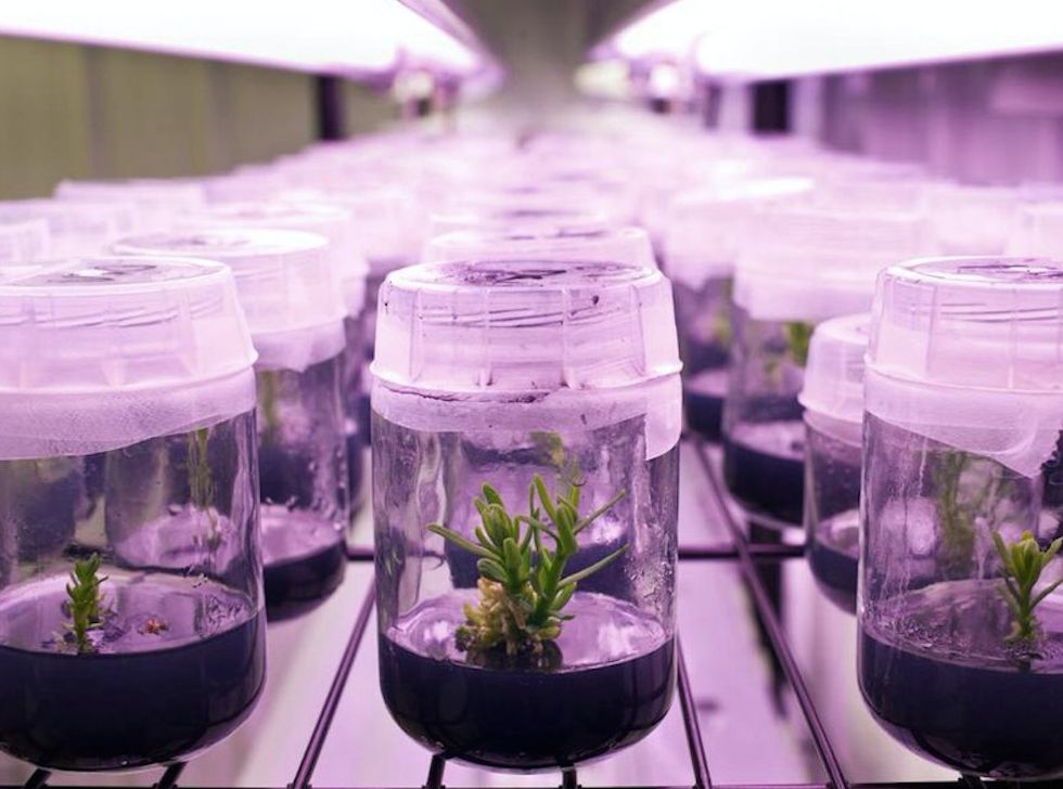 Redwoods in micropropagation at the Archangel lab in Michigan.