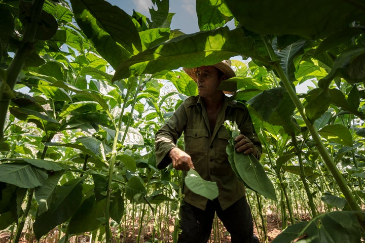 A farmer tending tobacco leaves in the picturesque Viñales Valley,