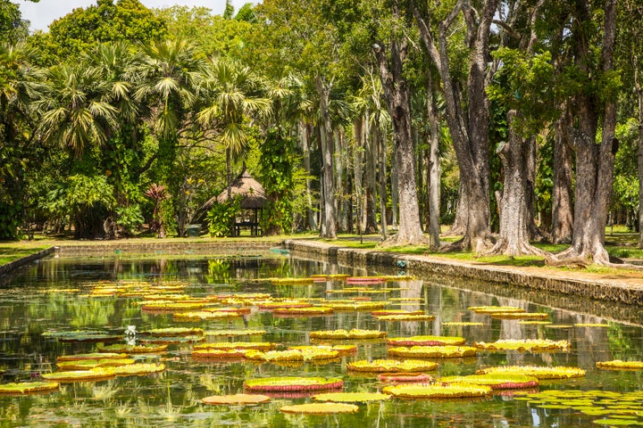 Yellow lilies in the still waters of Ramgoolam Botanical Gardens.