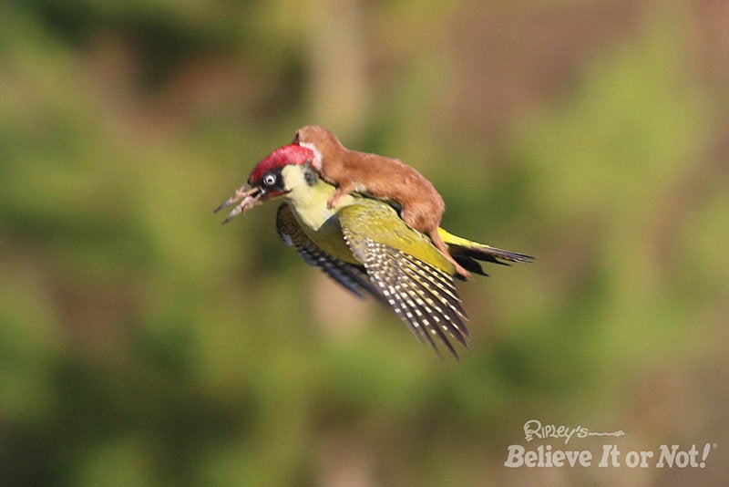 Woodpecker Attacked By Weasel