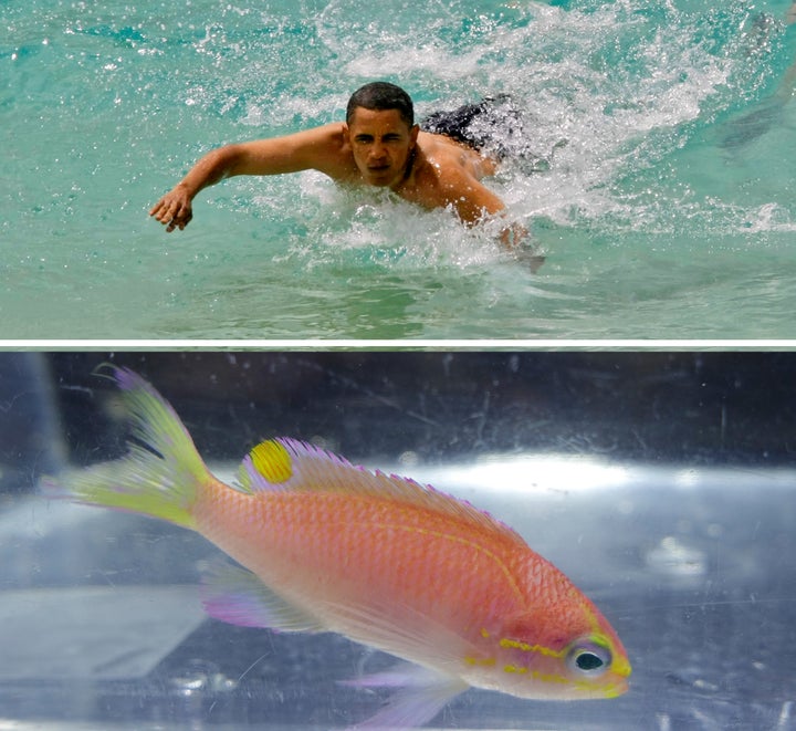 Top: Barack Obama body surfs at Sandy Beach on the island of Oahu in 2008. Bottom: After discovering this new species of fish in June, Richard Pyle and his colleagues plan to name it after Obama and his efforts to expand the Papahānaumokuākea Marine National Monument.