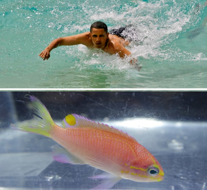 Top: Barack Obama body surfs at Sandy Beach on the island of Oahu in 2008. Bottom: After discovering this new