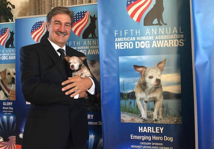 Harley with his "dad" Dan Taylor during the 2015 American Humane Association Hero Dog Awards. 