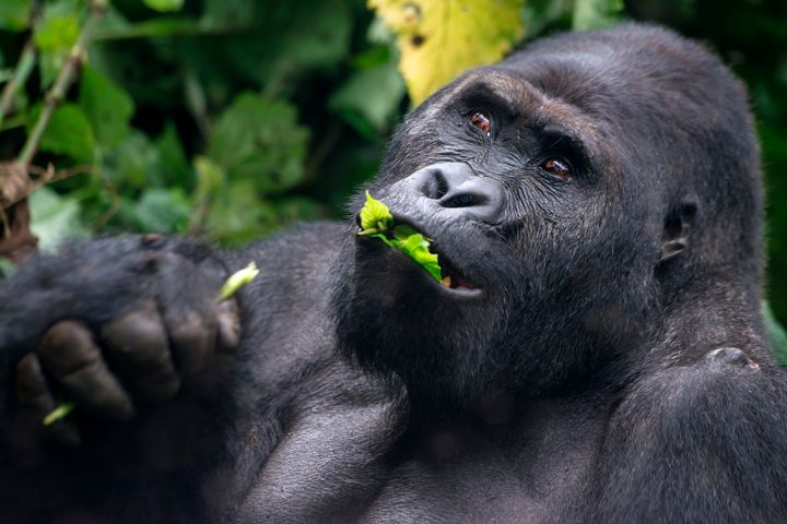 A male Eastern lowland gorilla feeds.