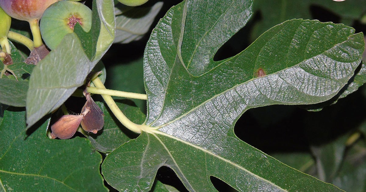 Fig Leaves The Secret of Dealing with Diabetes and Triglycerides HuffPost Contributor