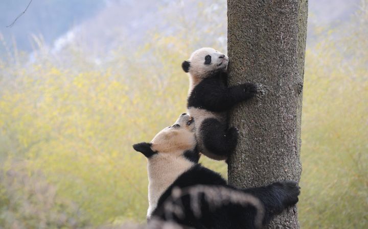 Giant panda conversation efforts have paid off. 