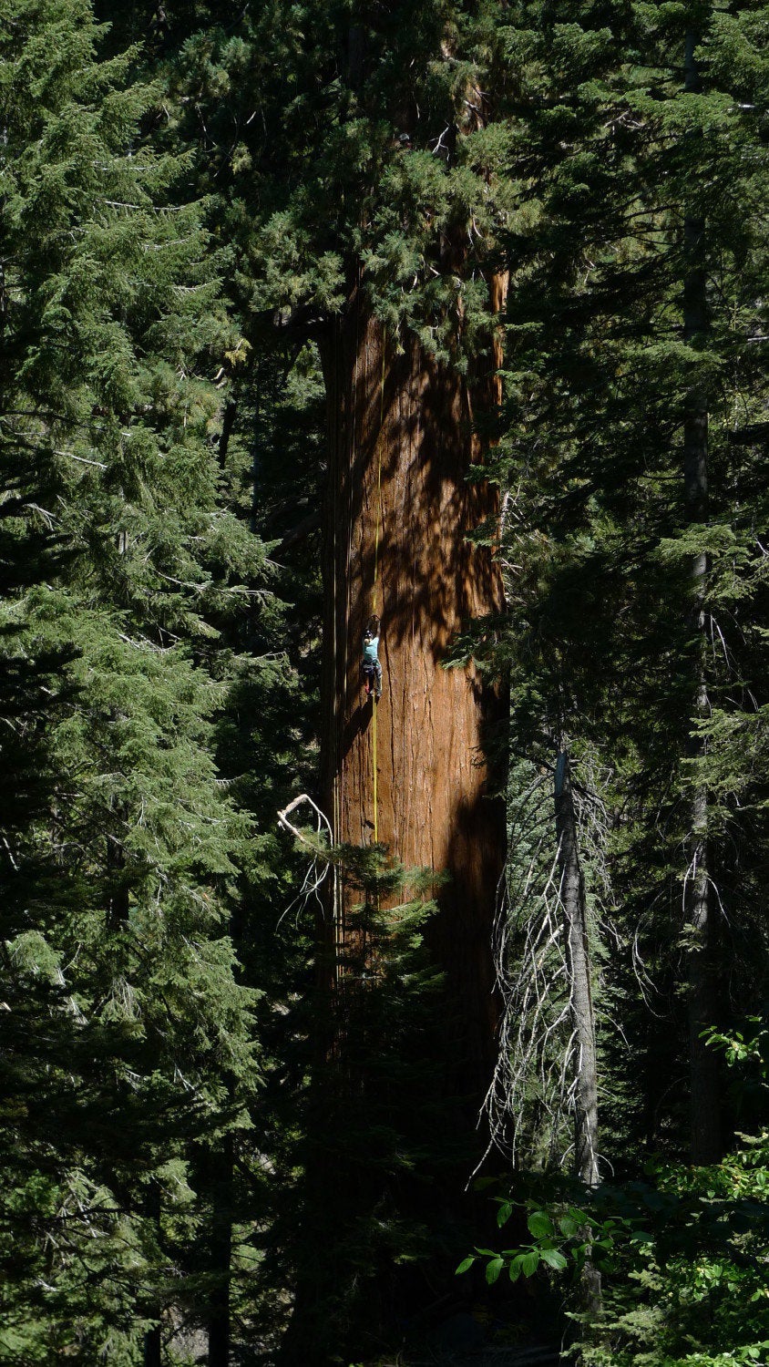 Arborists from the nonprofit Archangel Ancient Tree Archive climb trees to collect genetic material from their branches as part of a major conservation effort.