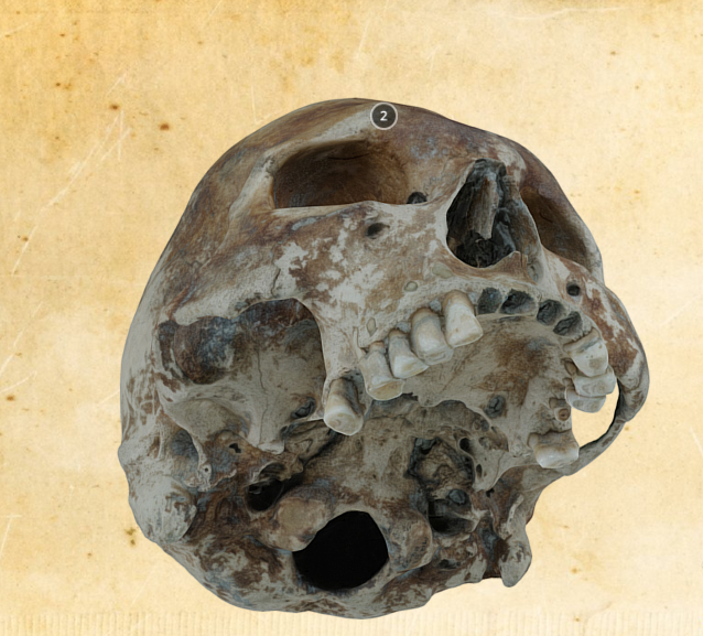 <strong>A 3D model of the skull, allowing viewers to scrutinize the remains as if they were holding them in their own hands </strong>