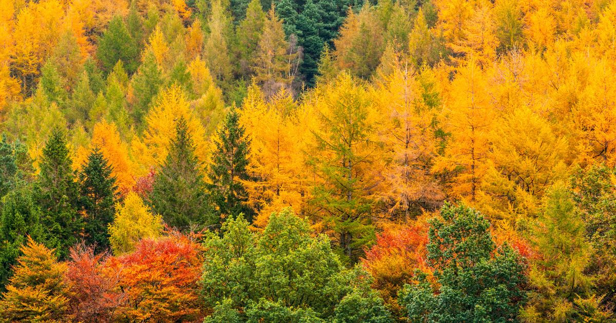 Осенний 12. Плюсы осени. Detailed article about autumn.