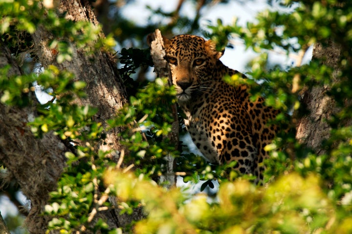 The Sri Lankan leopard is listed as endangered by the International Union for Conservation of nature.