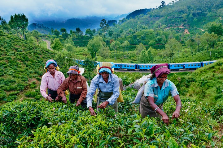 Sri Lankan women picking tea as the train to Ella trundles by.