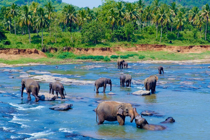 Sri Lanka is a paradise for animal-lovers.