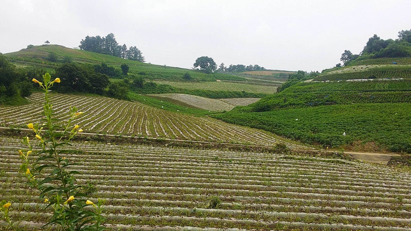 Another farm, another fine fresh smell to inhale as I pass by.