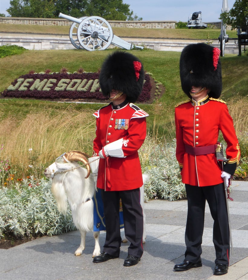 Batisse, the Regimental Mascot