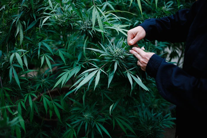 Sunshine Johnston tends to cannabis plants at her farm in Redcrest, Calif., in the Emerald Triangle.