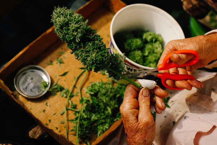 Richard Mansfield trims cannabis on his daughter’s farm in Redcrest, Calif. Workers rotate the buds with the tips of their fingers as they clip off the stems and curly bits of leaf.