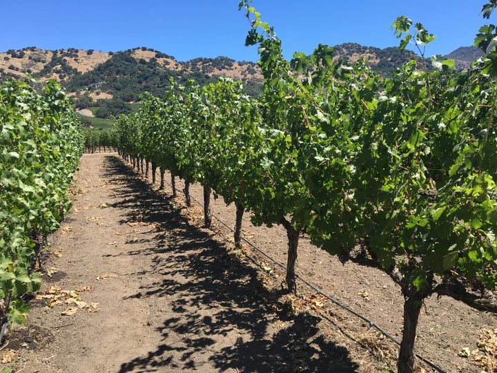 The vineyards at Cliff Lede, Stag's Leap, Napa