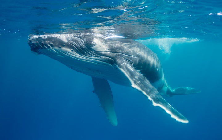 The NOAA filed on Tuesday two regulations for whales in Hawaiian and Alaskan waters, enforcing the distance rule requiring vessels keep at least 100 yards from whales at sea.