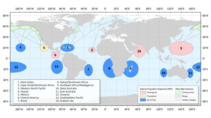 The image above, provided by NOAA, shows the 14 newly-identified humpback whale population segments and their migratory patterns.