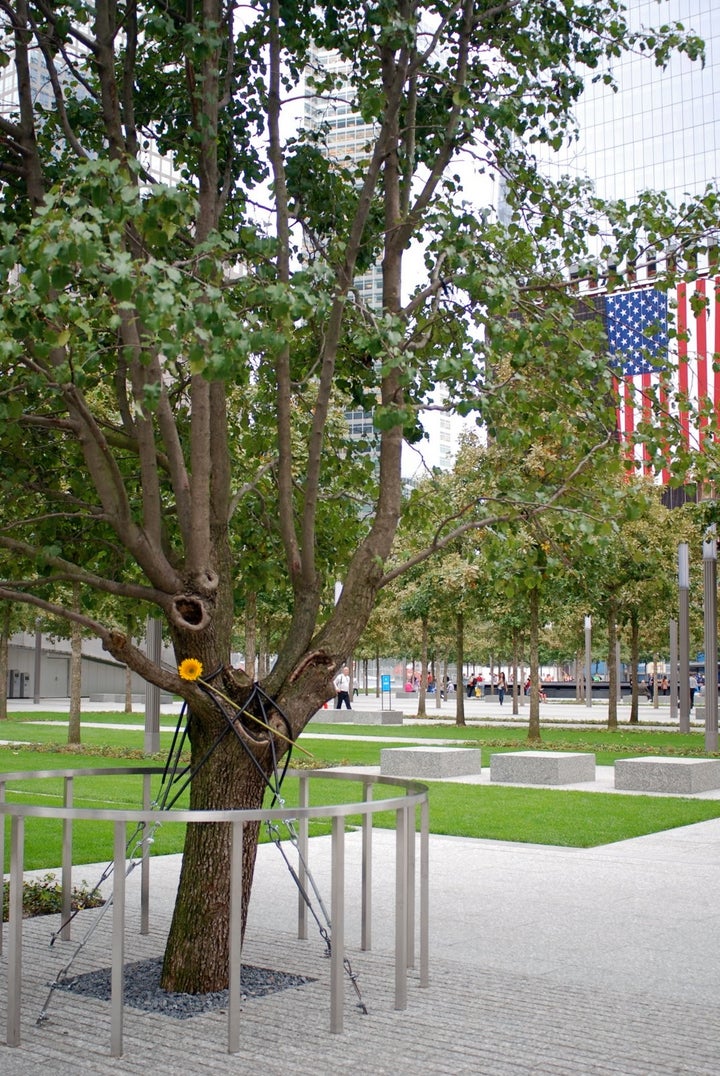 9/11 Memorial & Museum on X: The Survivor Tree is a symbol of hope,  healing and resilience. Each year, seedlings from the Survivor Tree are  given to communities affected by violence and