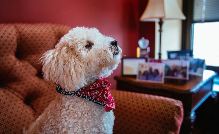 Fozzie frequents the office of Sen. Chuck Schumer (D-N.Y.). Fozzie's owner, Anna Taylor, is a tax counsel in Schumer's office.