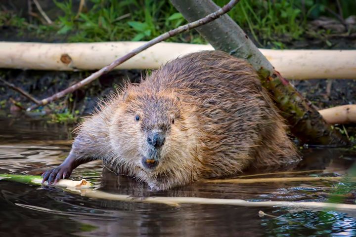 A beaver in the water.