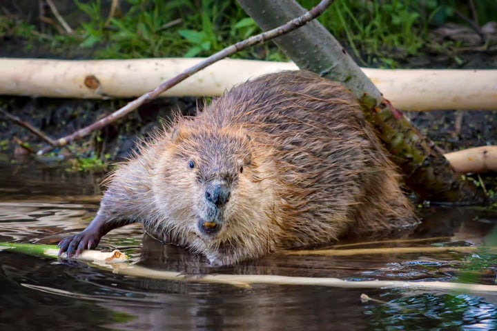 A beaver in the water.