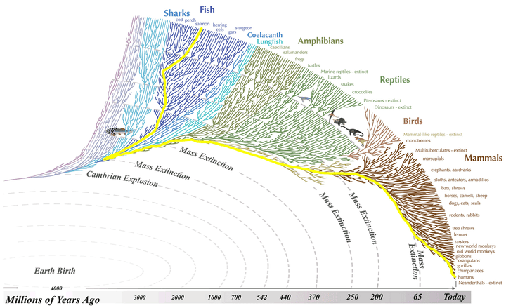 The evolutionary tree of life. Don't try to understand this if you're from a red state.