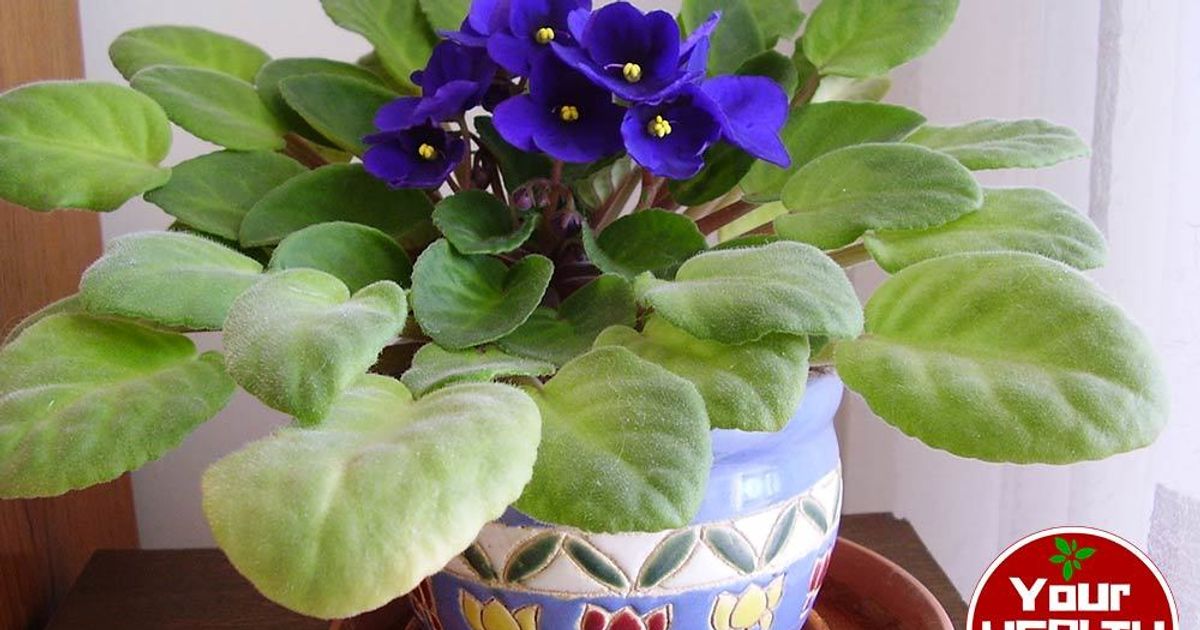 Houseplants To Improve Indoor Air Quality: NASA Approved!