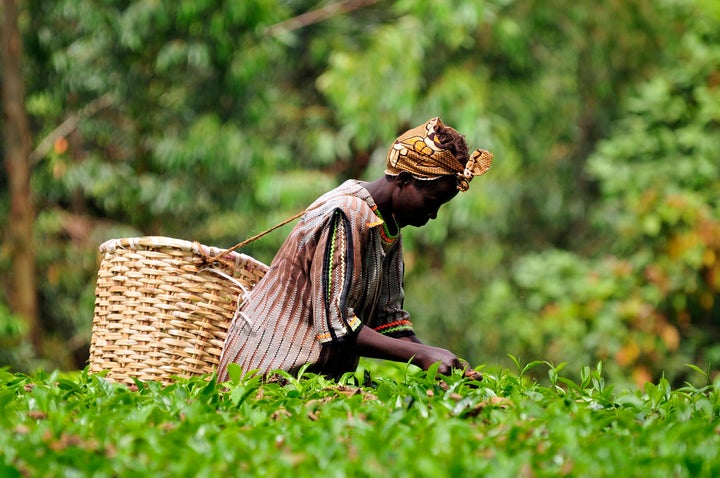 Pictures from the Mount Kenya region, for the Two Degrees Up project, to look at the impact of climate change on agriculture.
