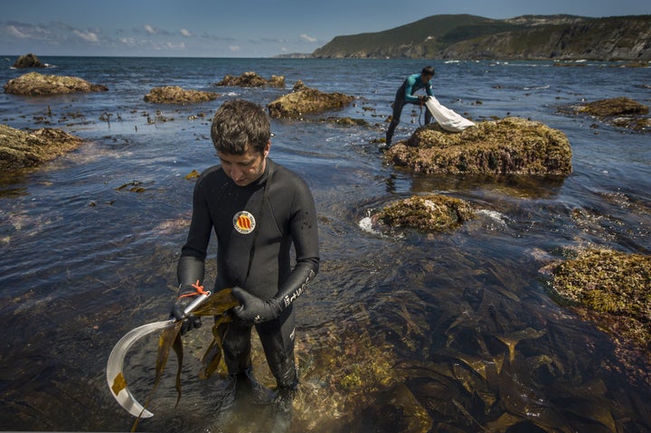 Marine scientist Alberto Sanchez, left, and biologist Sergio Baamonde collect seaweed in Ortigueira, northern