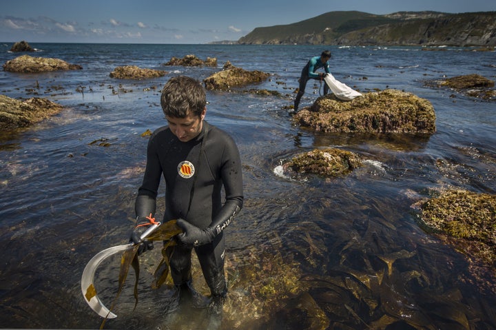 Marine scientist Alberto Sanchez, left, and biologist Sergio Baamonde collect seaweed in Ortigueira, northern Spain. They launched an edible seaweed business amid Spain's financial crisis in 2014. 