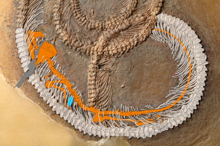 This enhanced photo of the fossil clearly shows the lizard skeleton. The bug is the blue dot.