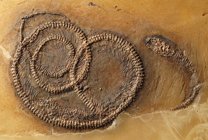 Paleontologists in Germany recently discovered a fossil dating back 48 million years that shows a bug that was eaten by a lizard that was eaten by a snake.