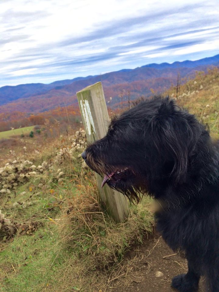 Max Patch, 2015.