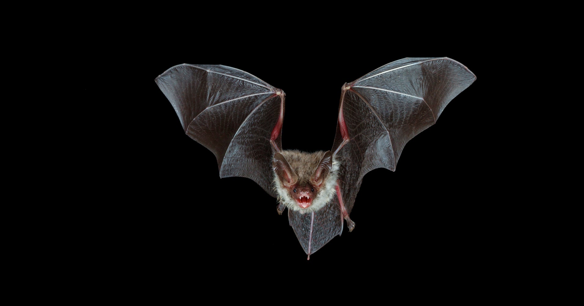 These Cute Bats Reveal Something They Have In Common With You, Dogs And ...