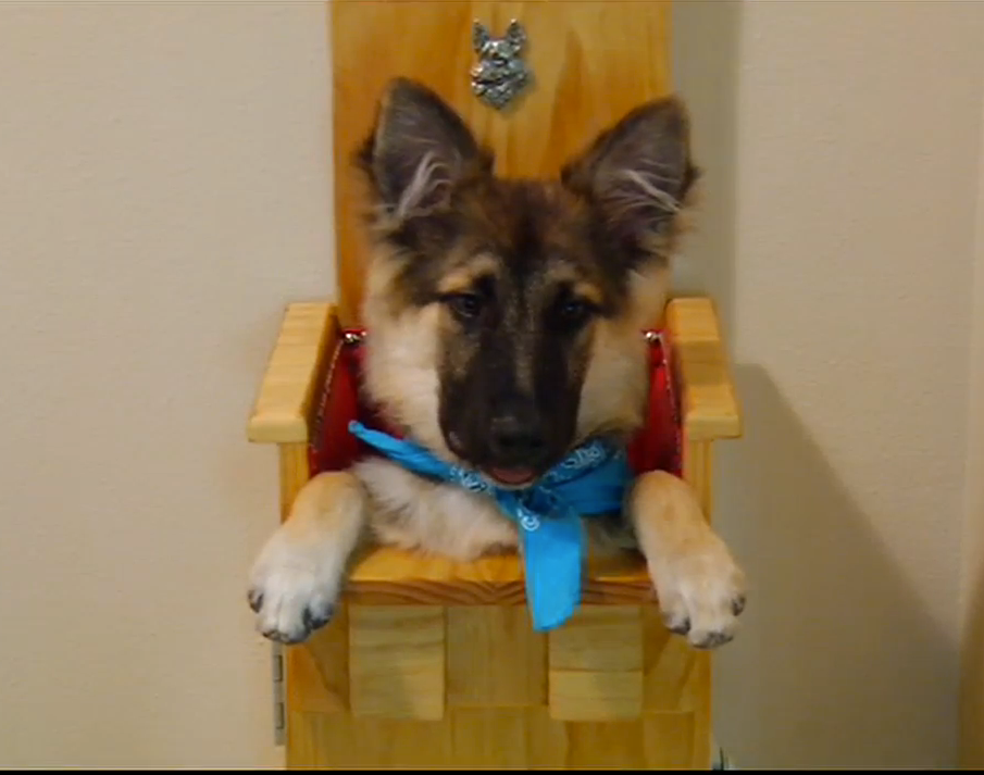 german shepherd eating