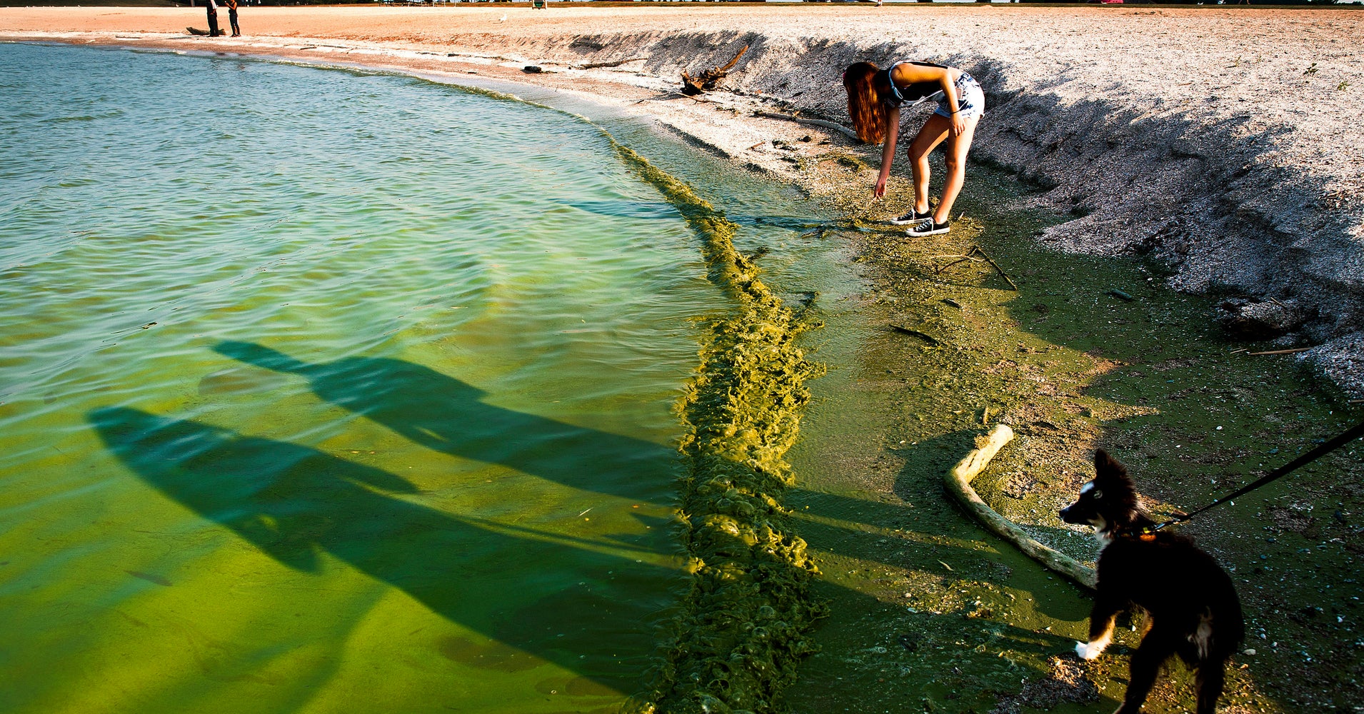 20 States Suffer From Toxic Algae, And We're Doing Little To Stop It