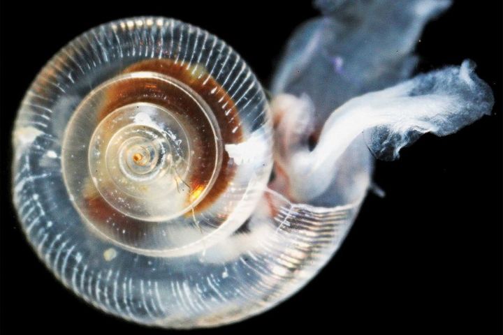 53% of the free-swimming snails sampled off the west coast of America had sevrley melted shells. 