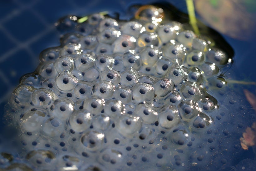 Frogspawn