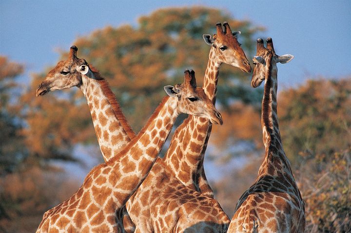 Genetic differences among the four species of giraffe are comparable to those between polar bears and brown bears, according to researchers.