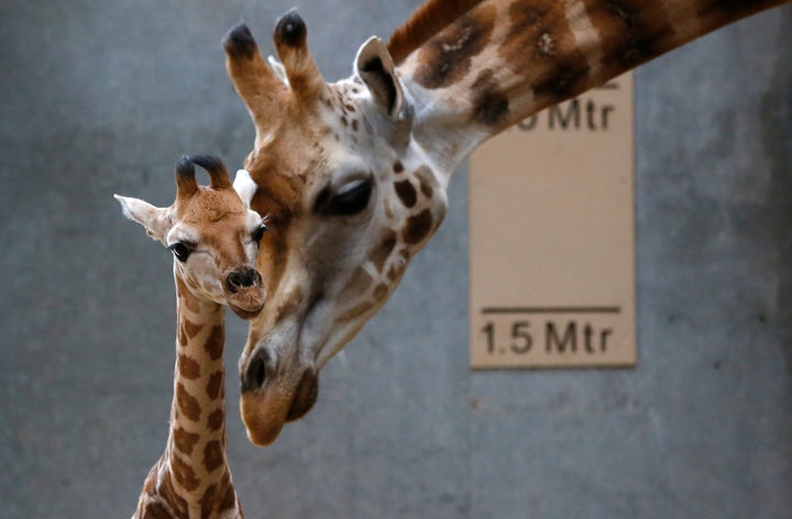 Scientists discovered that the four species of giraffe had been separated for 1 to 2 million years, with no evidence of