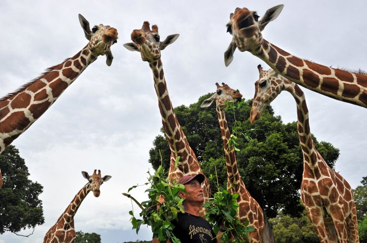 A caretaker at the Calauit island wildlife sanctuary feeds giraffes with tree leaves in Busuanga, Palawan province, in t