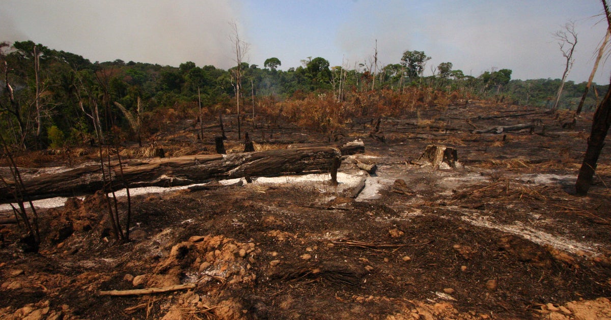 Humans Have Destroyed 10% Of The World's Wilderness In 20 Years ...