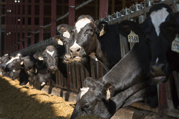 Dairy Industry Killed Off 500,000 Cows In Alleged Price-Fixing Scheme ...