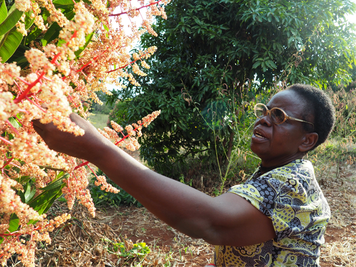 Magdalene Gachungiri examines her mango trees in the off-season